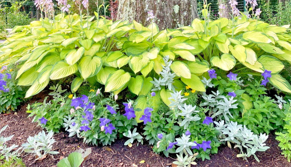 15 GOLD STANDARD HOSTA Bare Root Perennial Plant