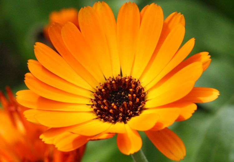 2250+ Seeds, 1/2oz=15g, CALENDULA officinalis ORGANIC Edible Flowers Medicinal