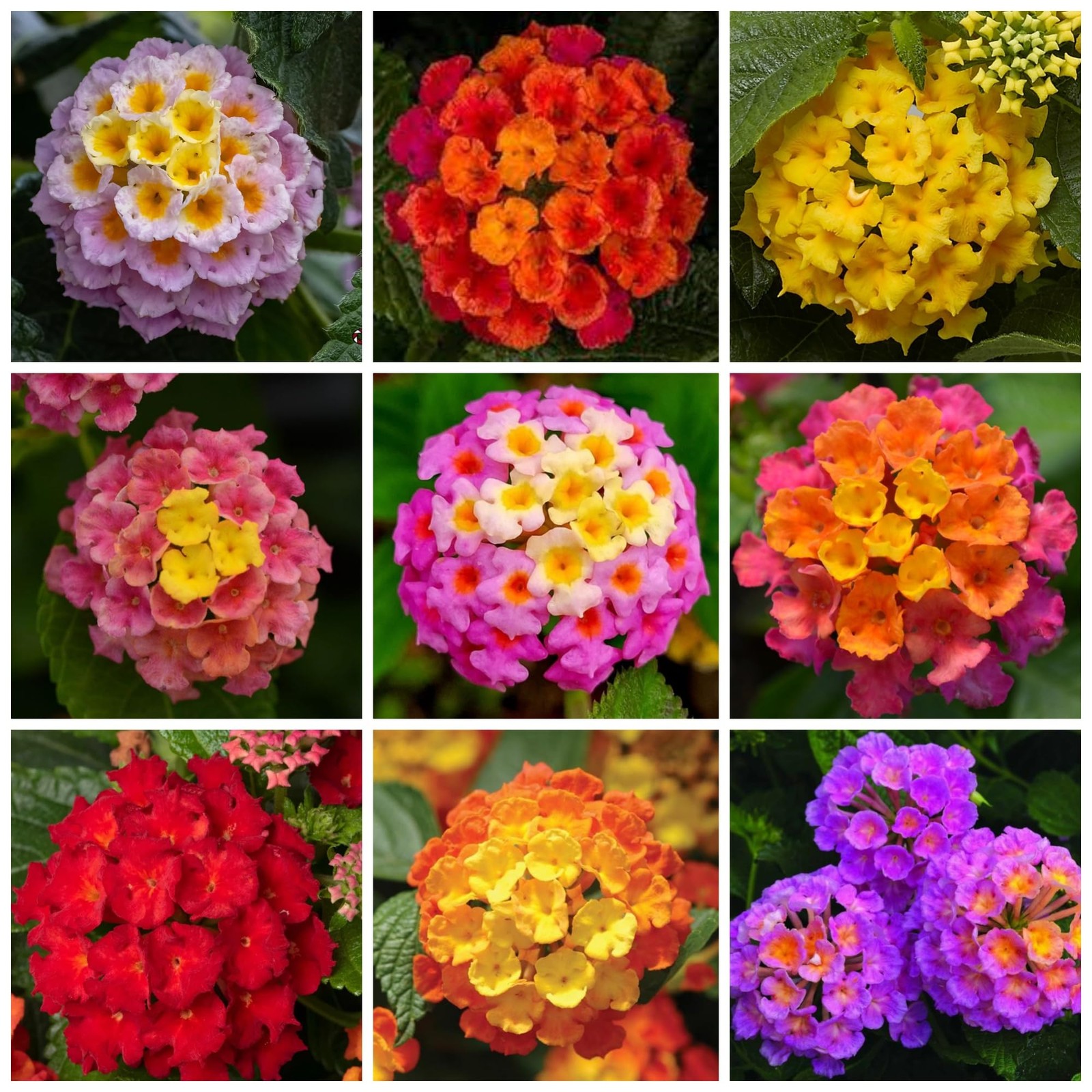 Lantana Flower Seeds for Planting – 300+ Mixed Color to Pink