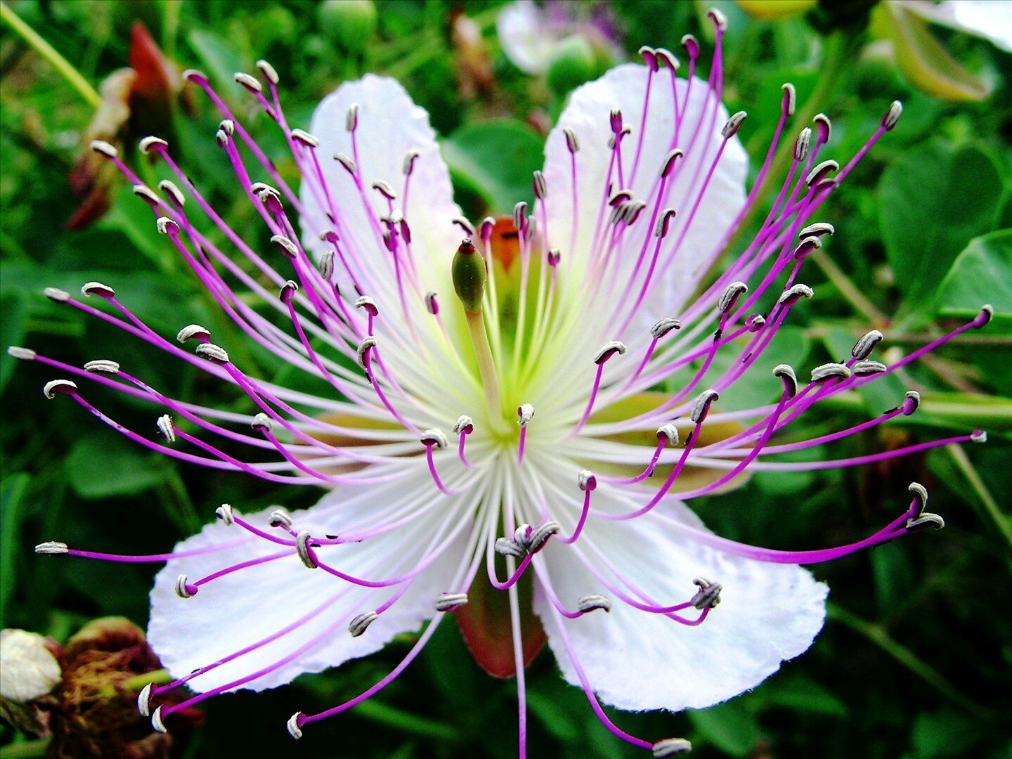 Capparis Spinosa, Caper Bush, Edible Flinders Rose 20 Seeds / USA