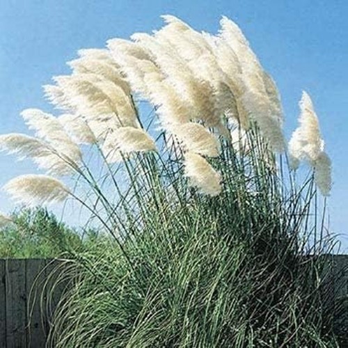 1,000 Exotic White Pampas Grass Seeds – Perfect for Indoor and Outdoor Beauty