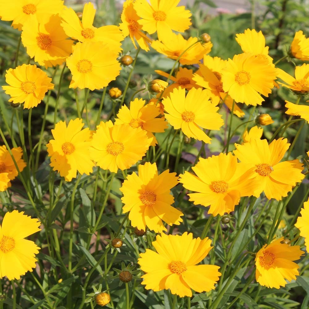 Lance-Leaved Coreopsis Seeds – 1 lb, Drought Tolerant Perennial Flower for Xeris
