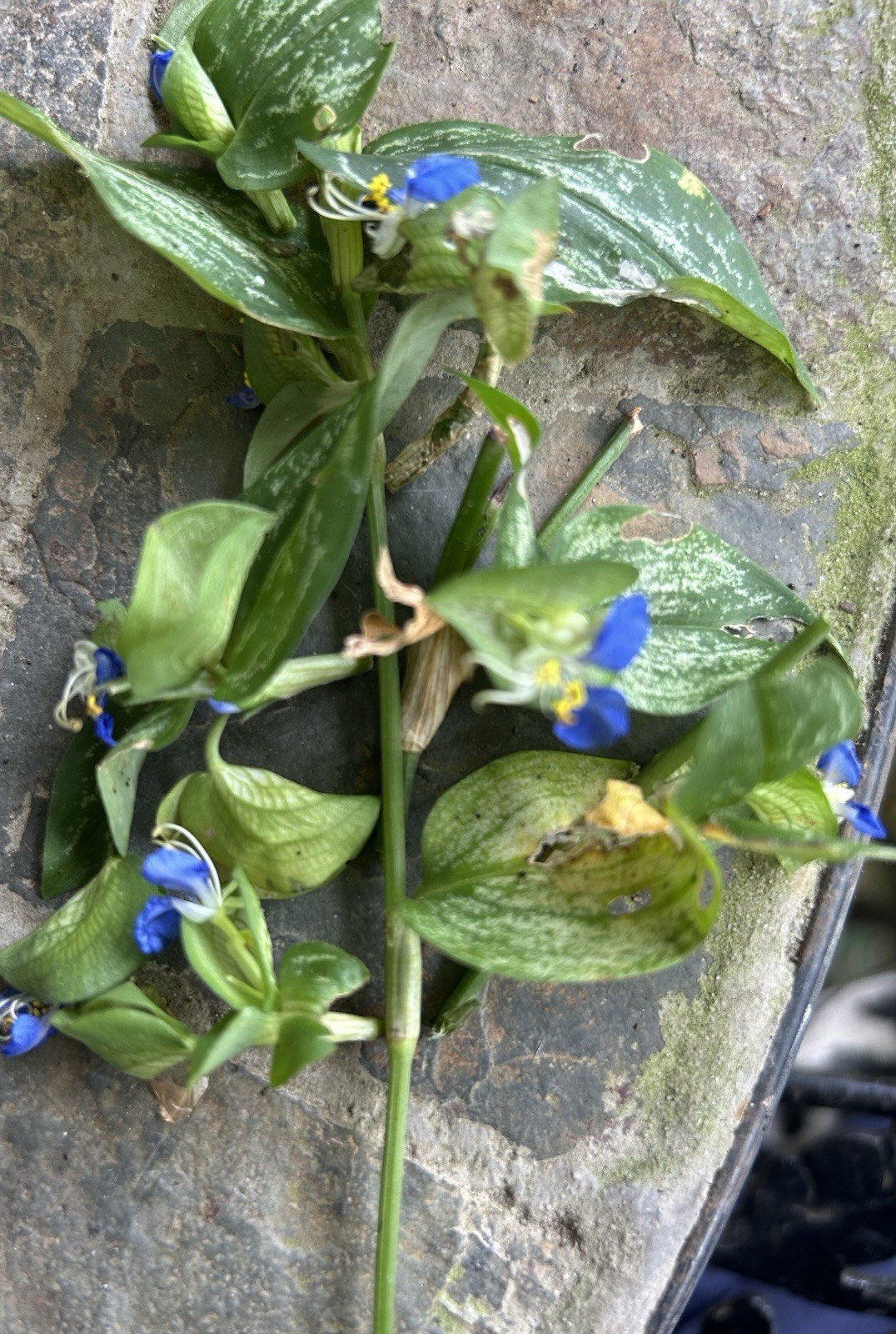 Wild Blue Wandering Jew Flowering Perennial Plant 10 + Seeds USA Seller