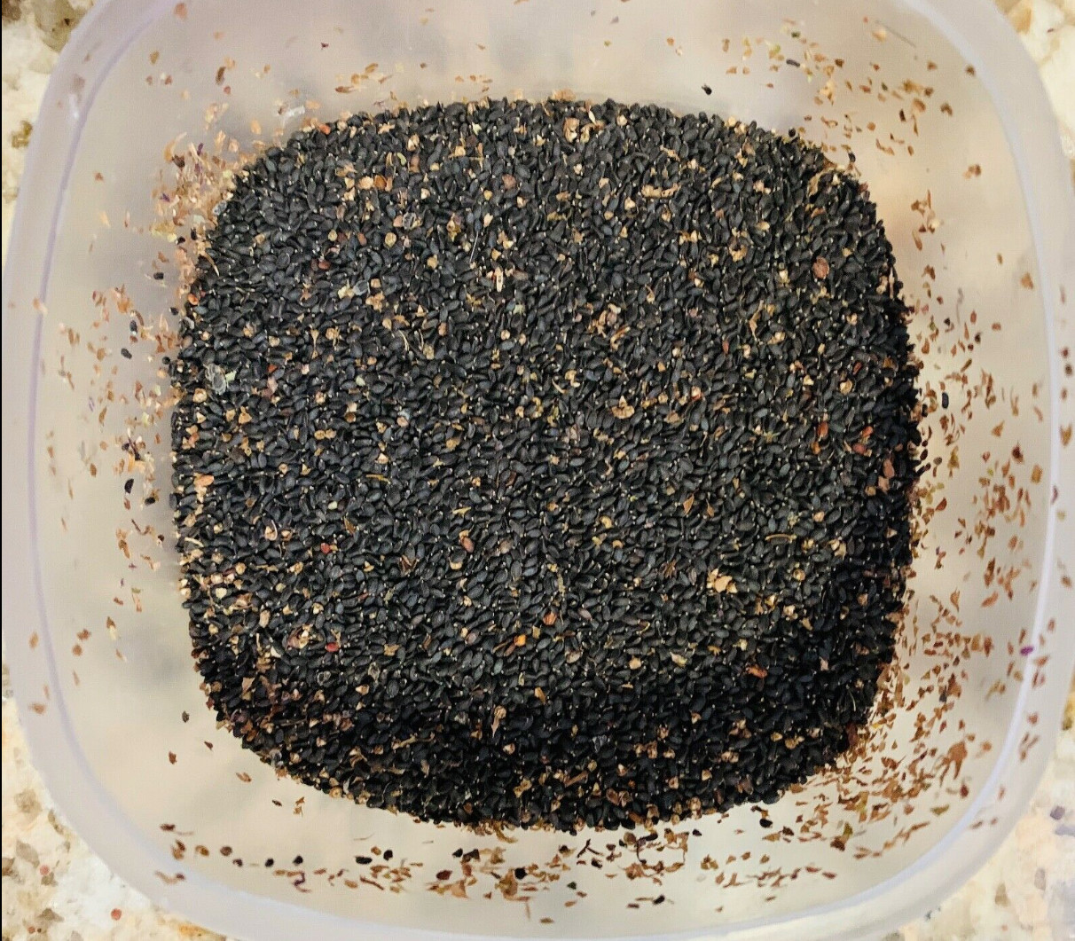 ThaiLand Basil ,Elsholtzia ciliata (Rau Quế,Kinh Giới,Rau Má,Rau Ngổ not Ngò Ôm)