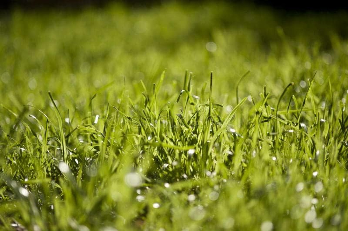 Pennington Signature Series Tall Fescue Blend Blue Tag 50 Lb Grass Seed Partial
