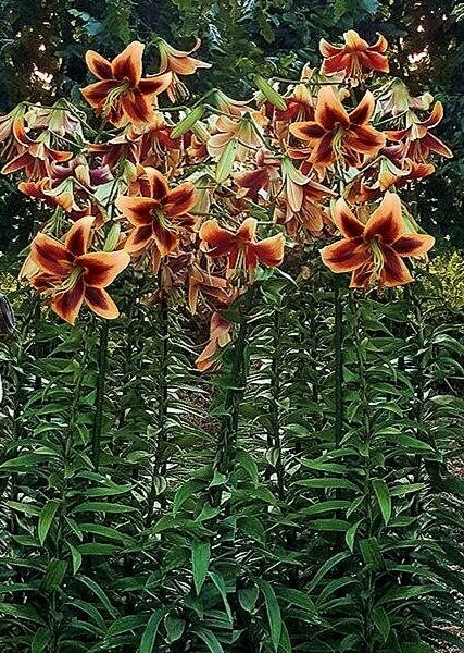 2 – RED MORNING Giant Orienpet Lily Flower Bulbs – Perennial Eye Catching Blooms