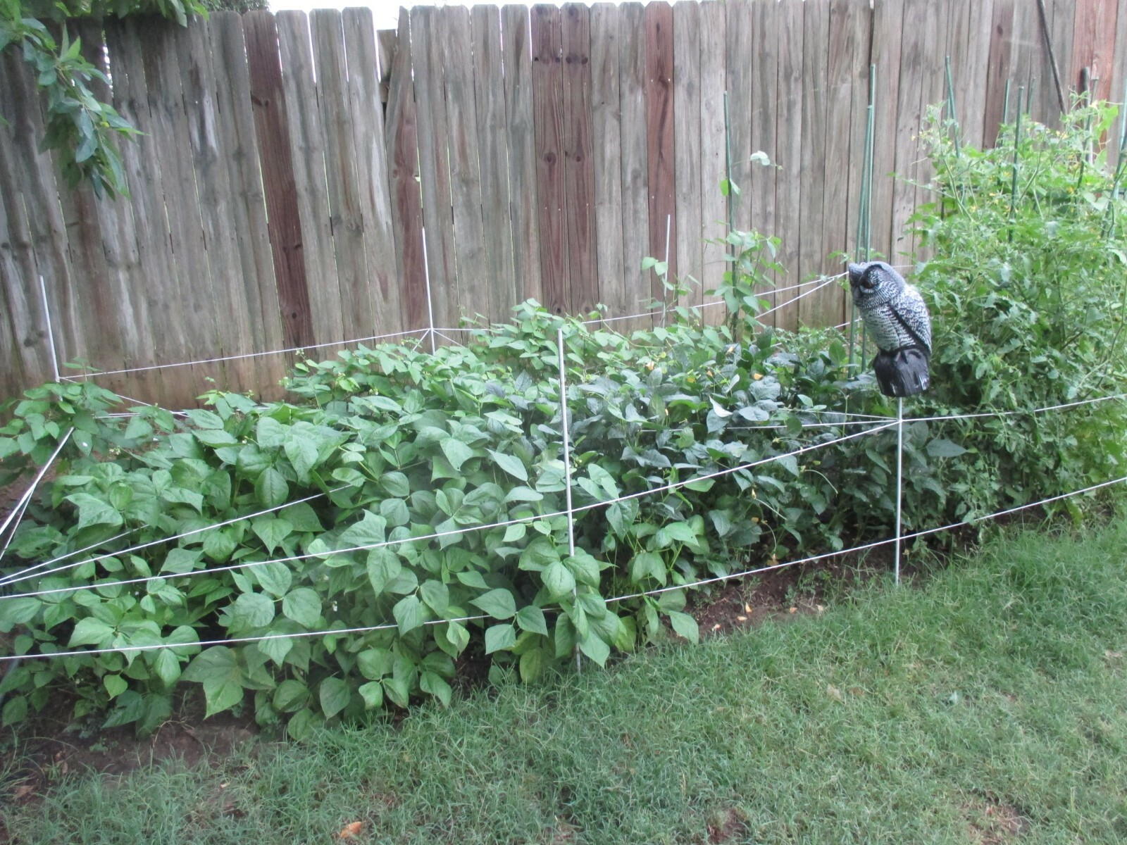 Roma II Bush Green Bean, Italian Green Beans 50 Seeds 2024