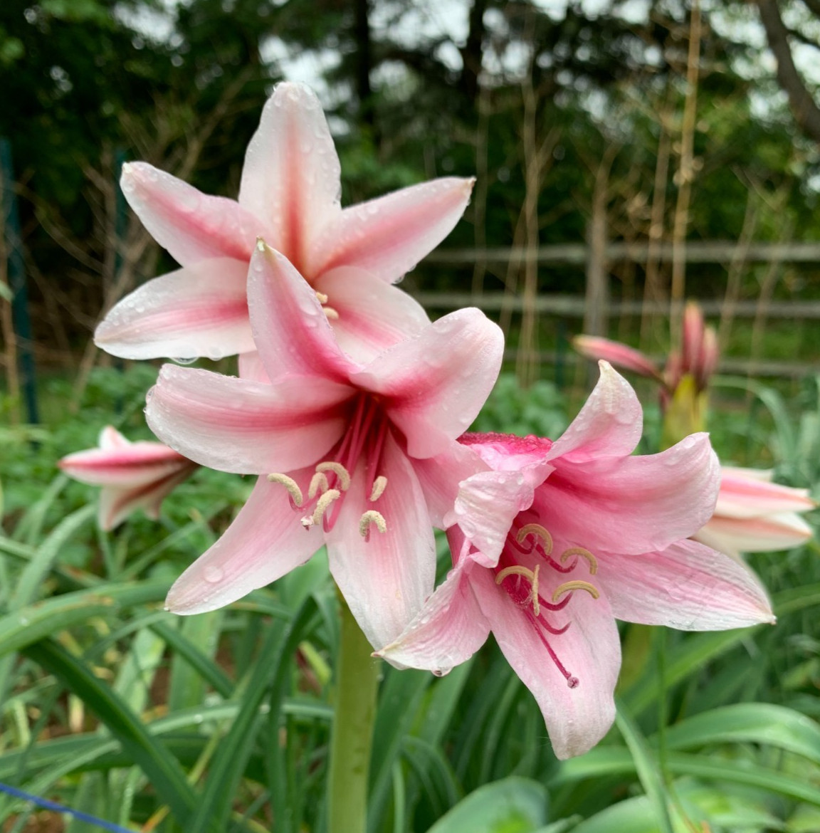 5lbs Crinum Bulbispermum Seeds, Cold Hardy, Orange river lily, Fresh