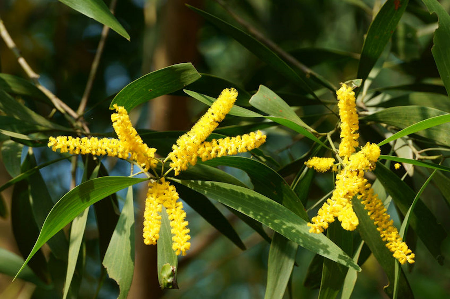 Acacia auriculiformis Papuan Tree Seeds Bonsai Rare! Sweet Scented Flowers