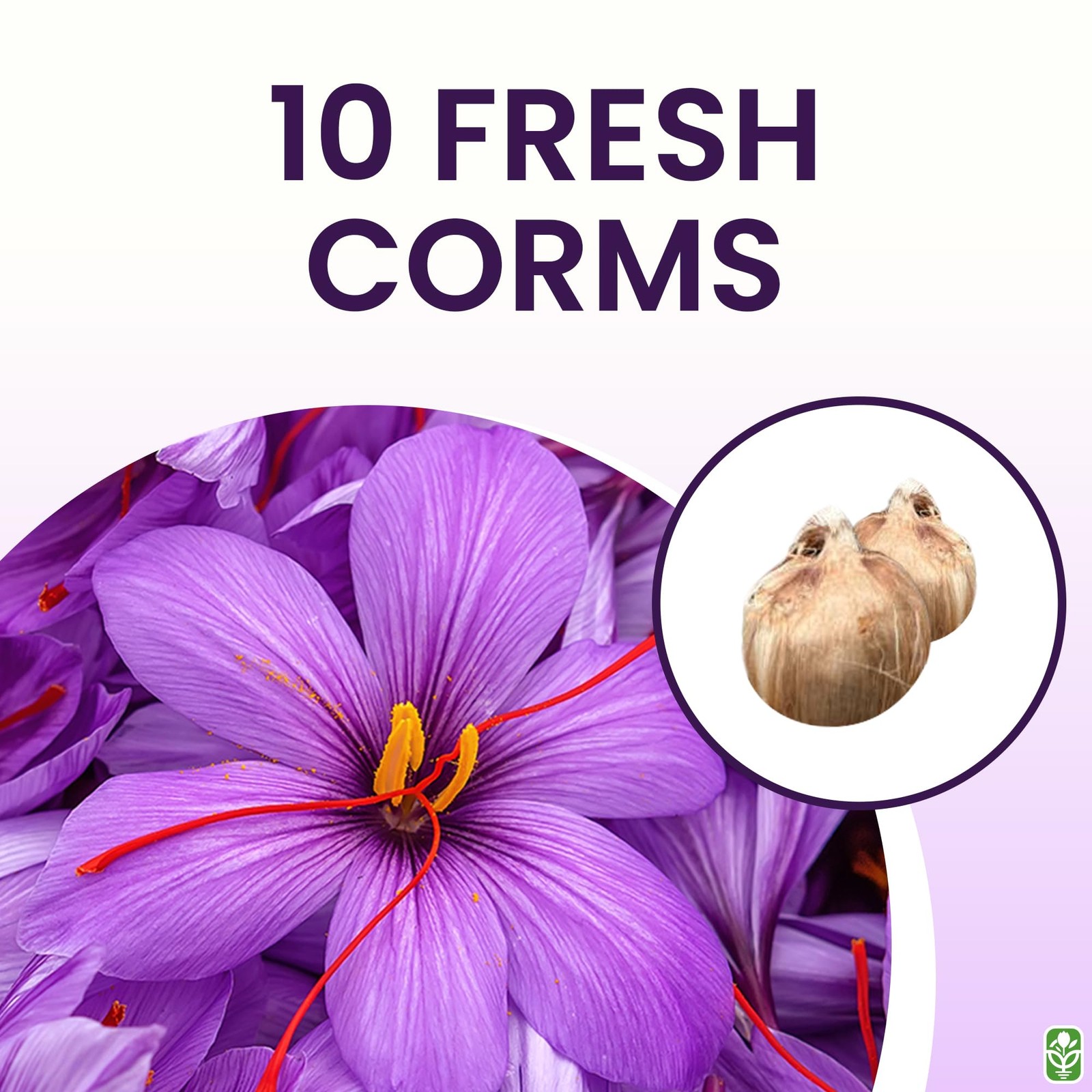 Saffron Crocus Corms Planting 10 Large Purple Blooms Perennial Bulbs Outdoor