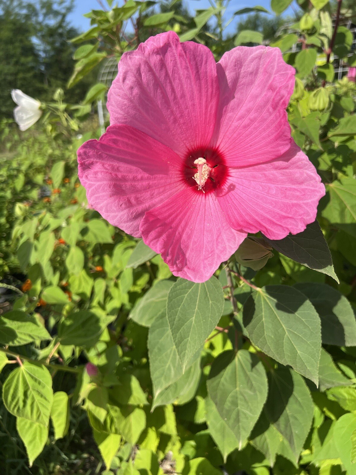 Hibiscus, Giant Hardy Hibiscus Seeds 25+/Packet Mixed Colors, Dinner Plate Sized