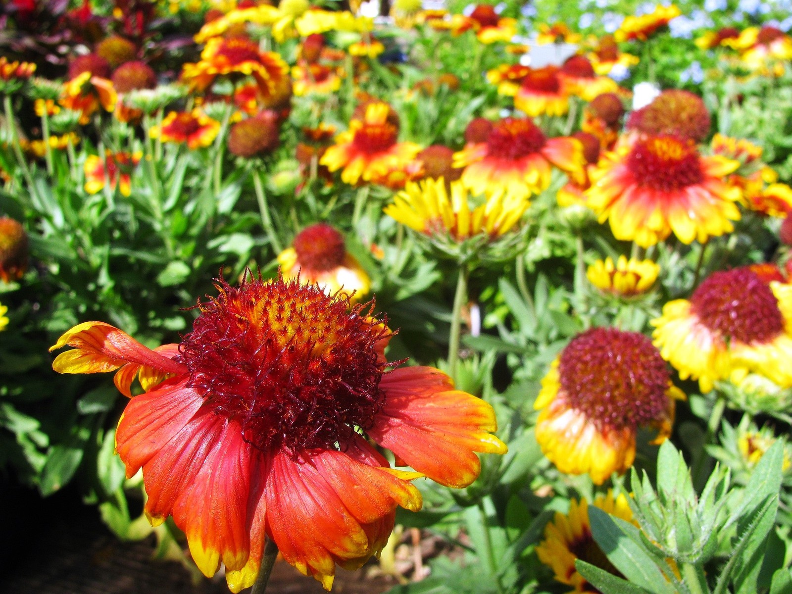 Perennial Blanket Flower Seeds – For 2025 Planting Gaillardia Aristata
