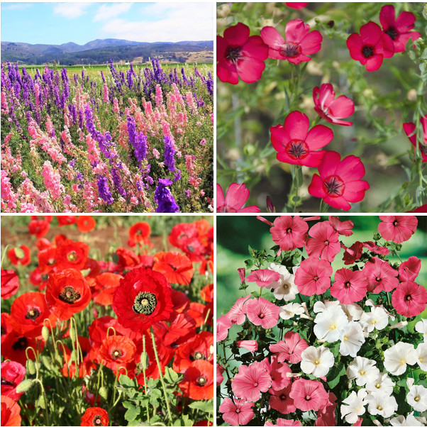 Birds, Bees, Butterflies – 22 Species Pollinator Mix Flower Seeds | Variety Seed