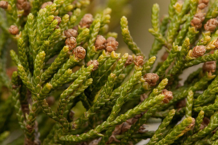 Eastern Red cedar, Juniperus virginiana, Tree Seeds (Hardy Fragrant Evergreen)