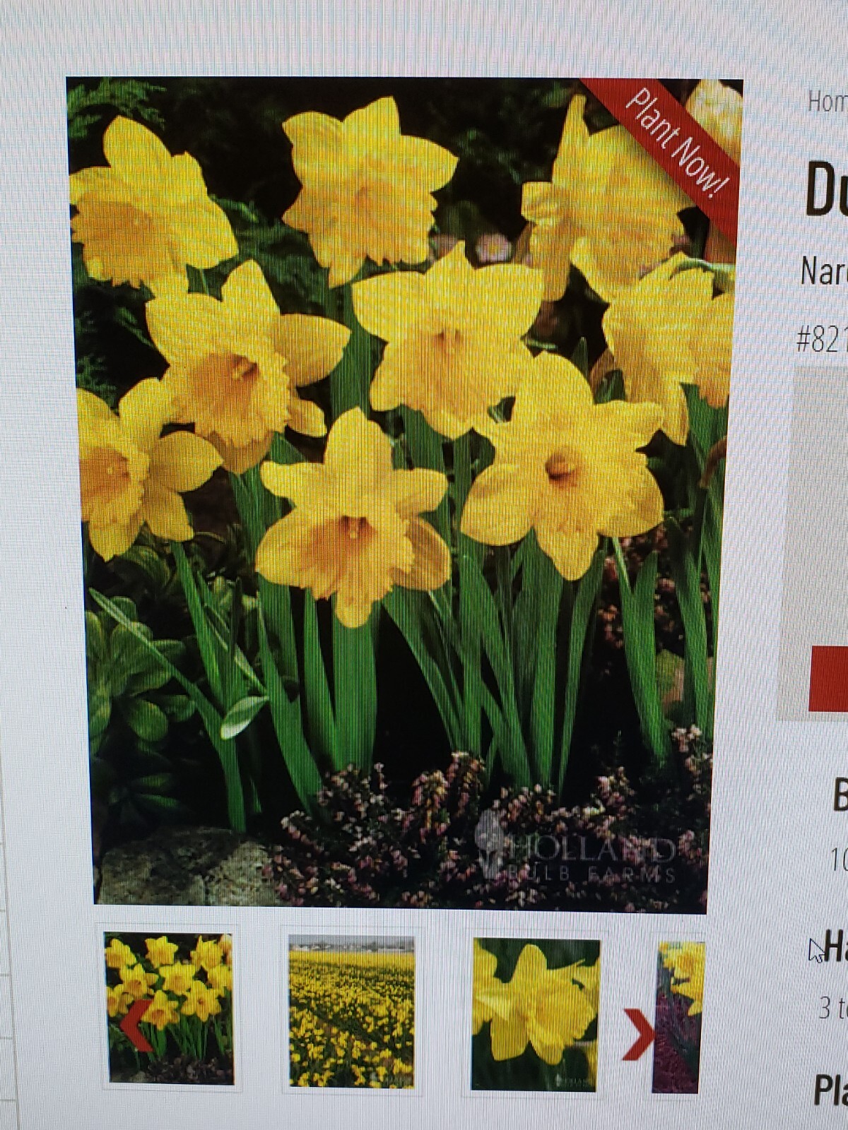 Daffodil Live Bulbs Yellow Teacup Flower Perrenial Spring 2026 (Pack of 6)