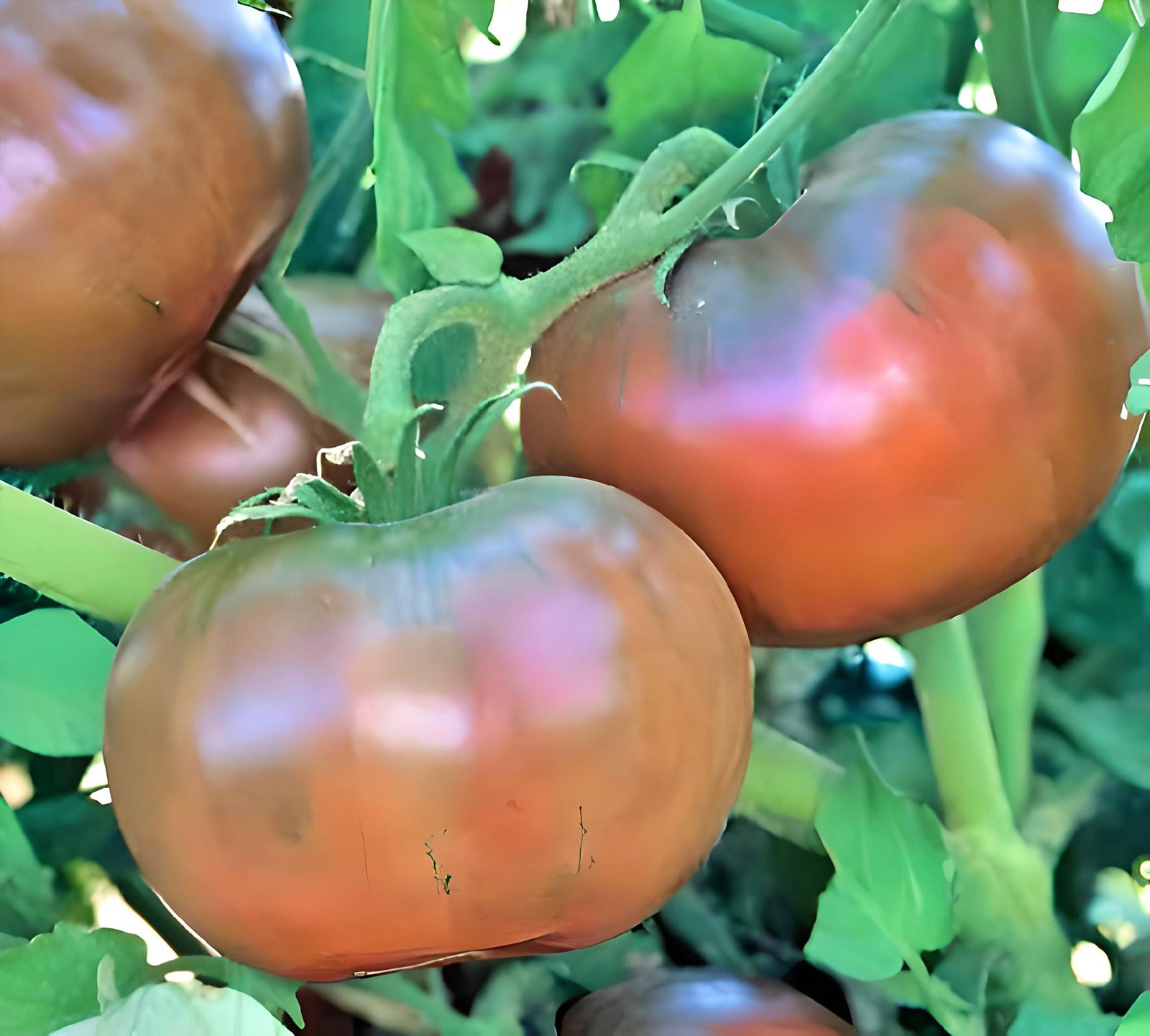 Cherokee Purple, Tomato