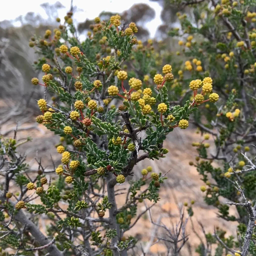 35+ Acacia acanthoclada subsp. acanthoclada Seeds – ‘Harrow Wattle’