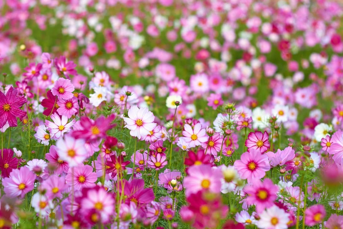 50 Seeds, Crazy Mix Cosmos (Cosmos bipinnatus) Non-GMO Seeds