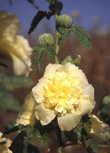 Alcea rosea Queeny Yellow 1,000 seeds