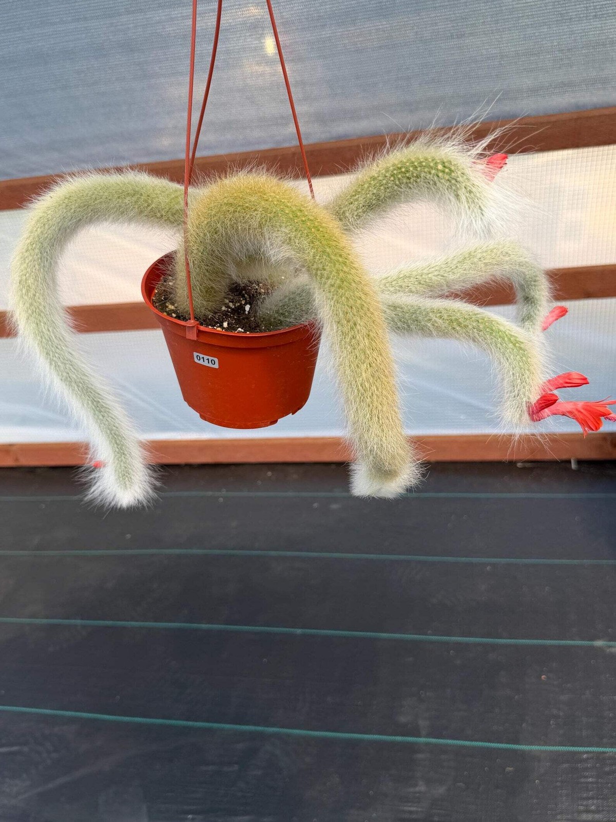 Hairy Monkey Tail Cactus | Rare White‑Hair Clone | Fuzzy Trailing Succulent