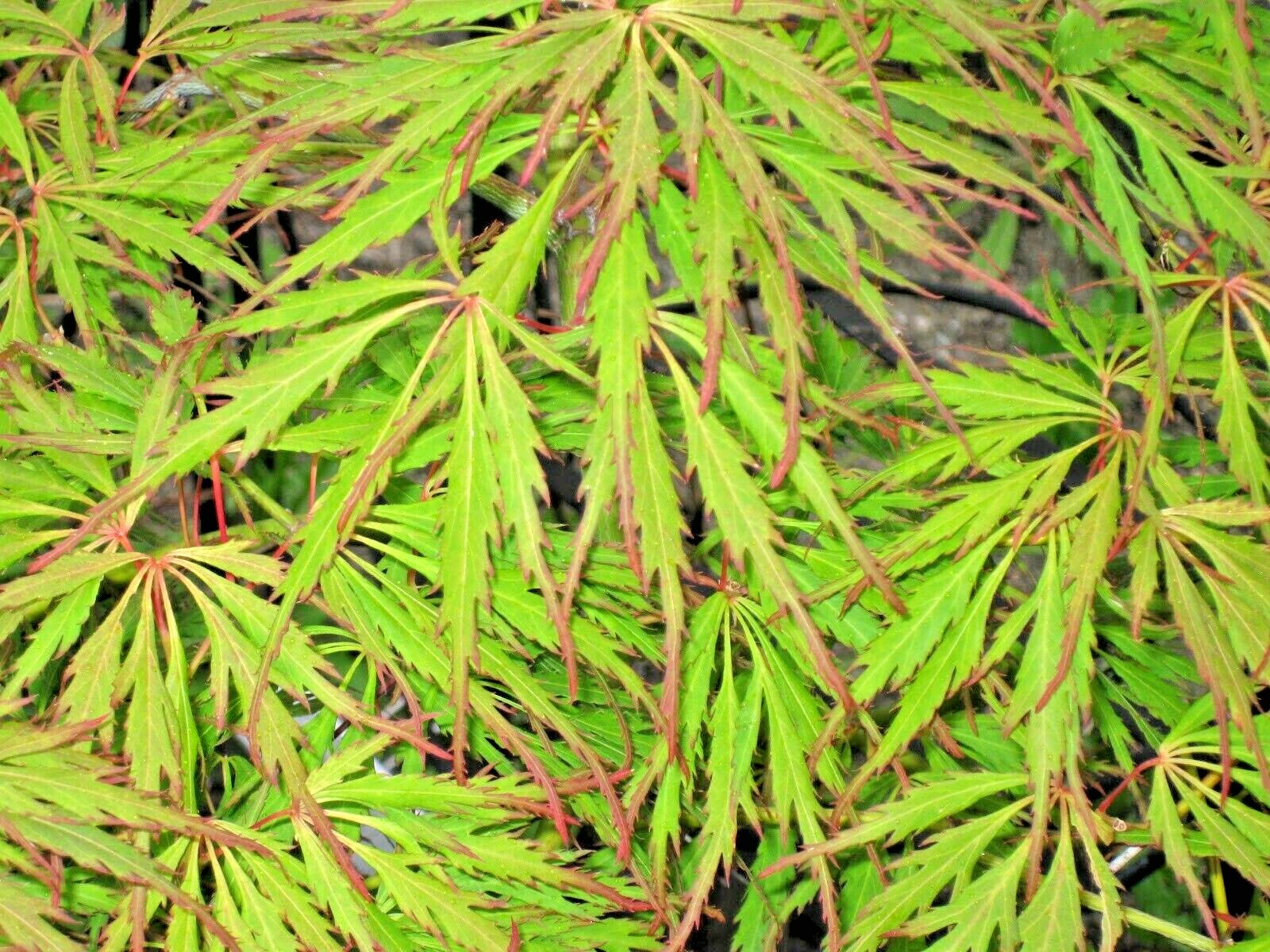 15 SPRING DELIGHT JAPANESE MAPLE SEEEDS – Acer palmatum ‘Spring Delight’