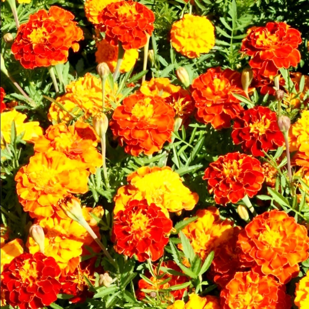 Sparky French marigold flower mix. 200 seeds.