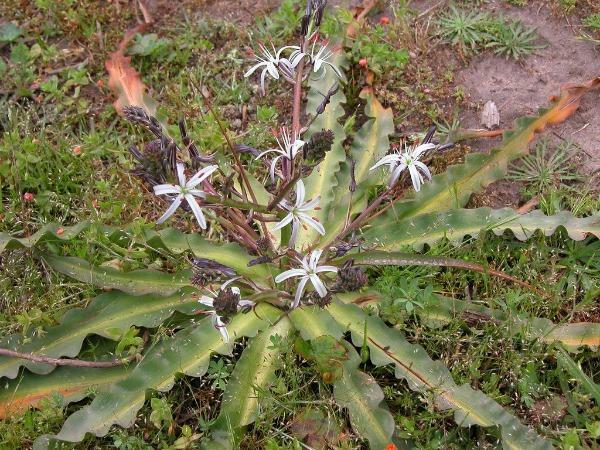 Chlorogalum pomeridianum | Wavyleaf Soap Plant | Amole Lily | 5 Seeds