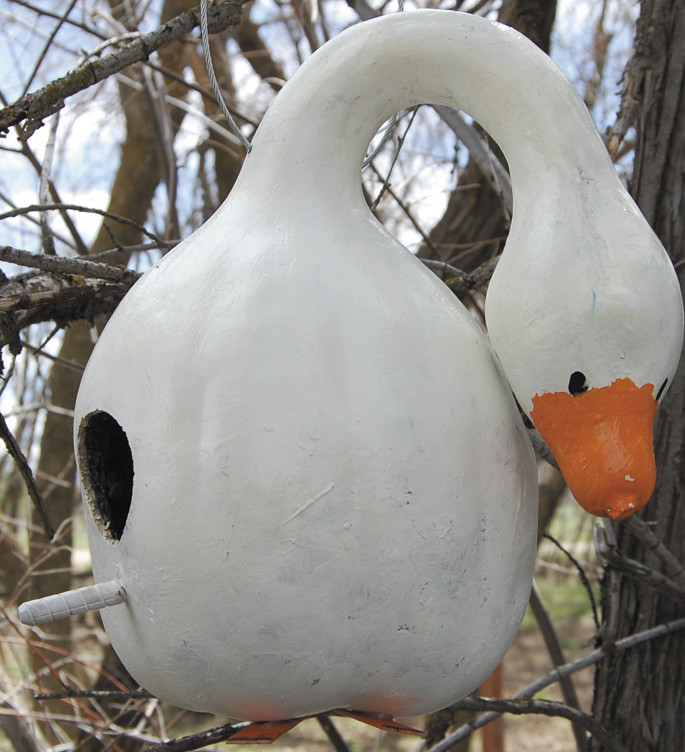 10 seeds Birdhouse Gourd Bottle Heirloom Fresh Beautiful Arts & Crafts Project