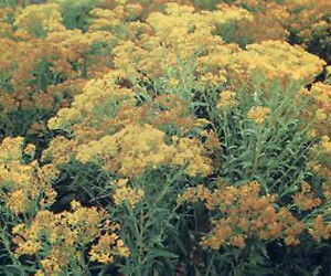Solidago ohioensis 2,000 seeds