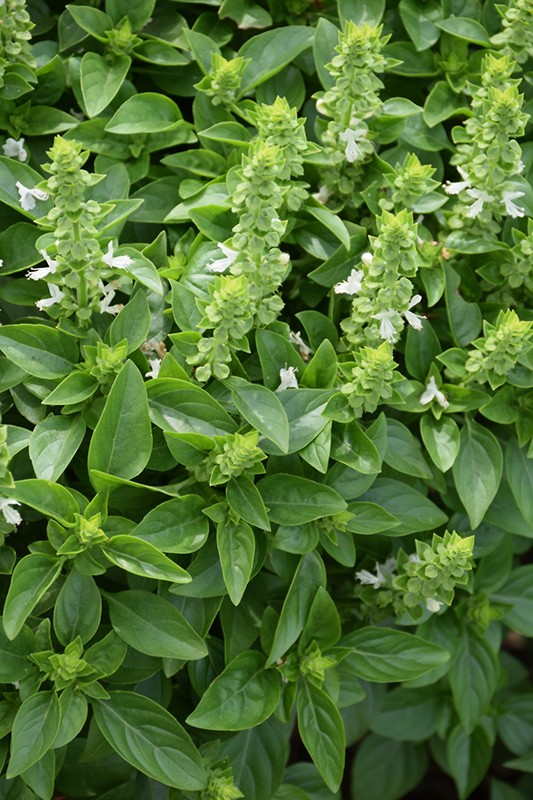 Spicy Globe Basil Seeds 200+ Herb Ocimum Basilicum USA FREE S&H