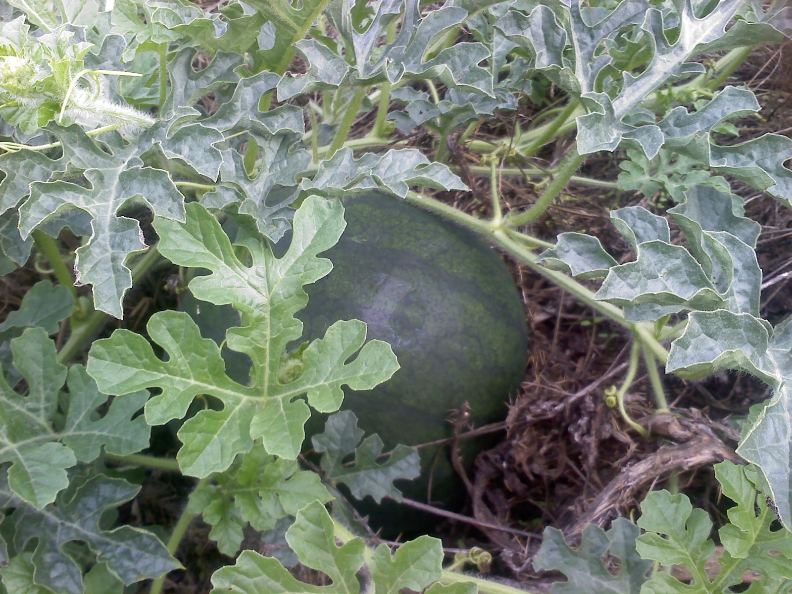 WATERMELON SEEDS SUGAR BABY WATERMELON 100 SEEDS 78 days