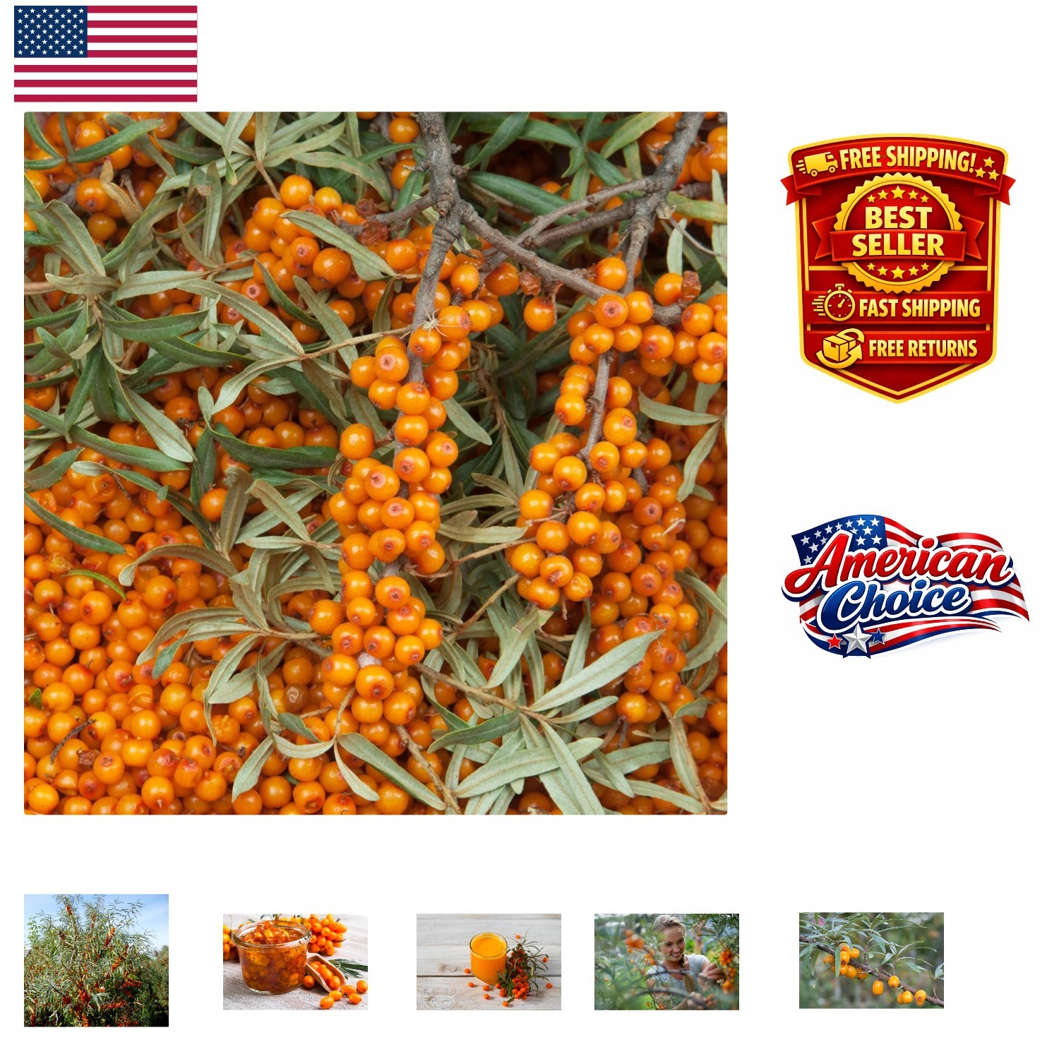 Heirloom Sea Buckthorn Seeds – 100 Count for a Thriving Garden Experience