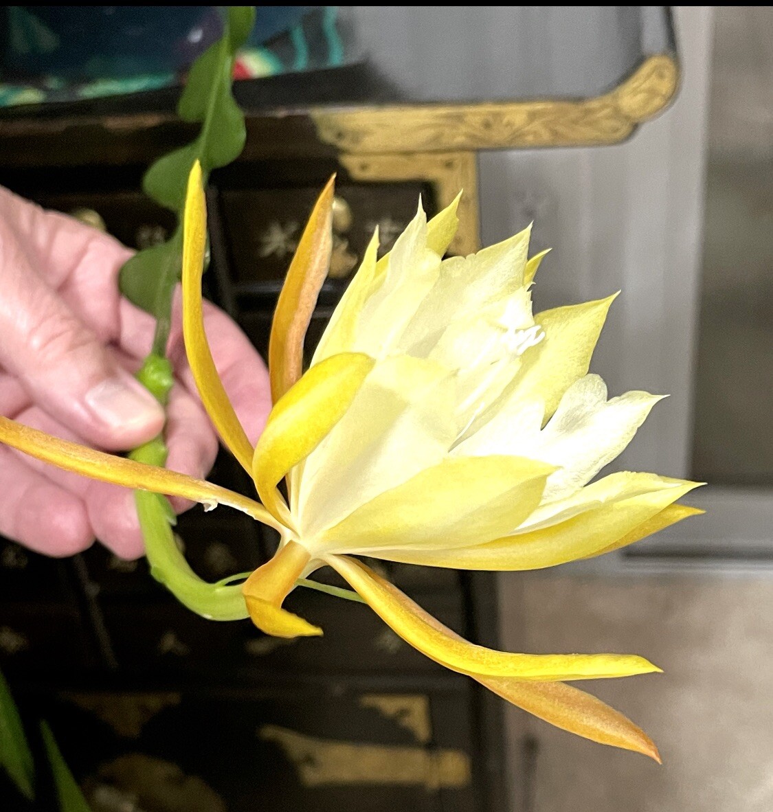 🌿Symbolic Endurance & Protection Rick Rack FISHBONE Plant Blooms YELLOW