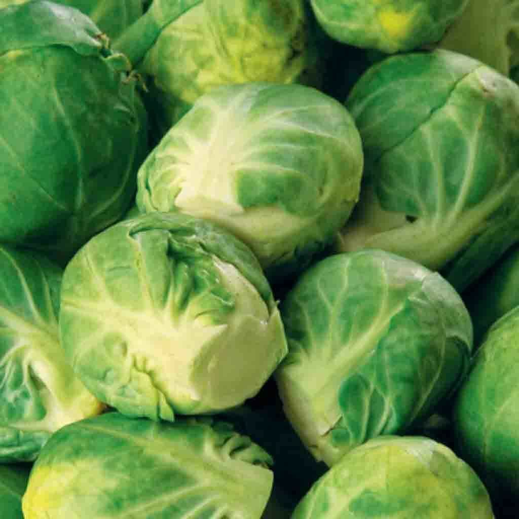Brussel Sprouts Long Island Seeds 500+ Vegetable NON-GMO HEIRLOOM FREE SHIPPING
