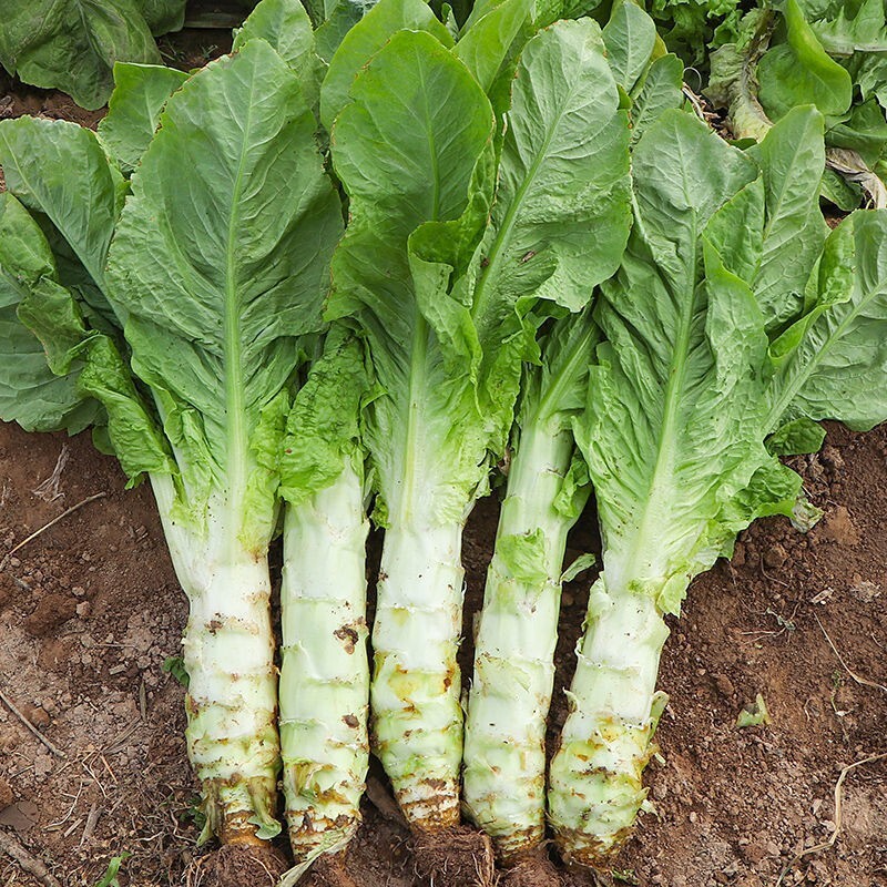 🌱Heirloom Celtuce/Green Wosun/Stem Lettuce 50+ Seeds