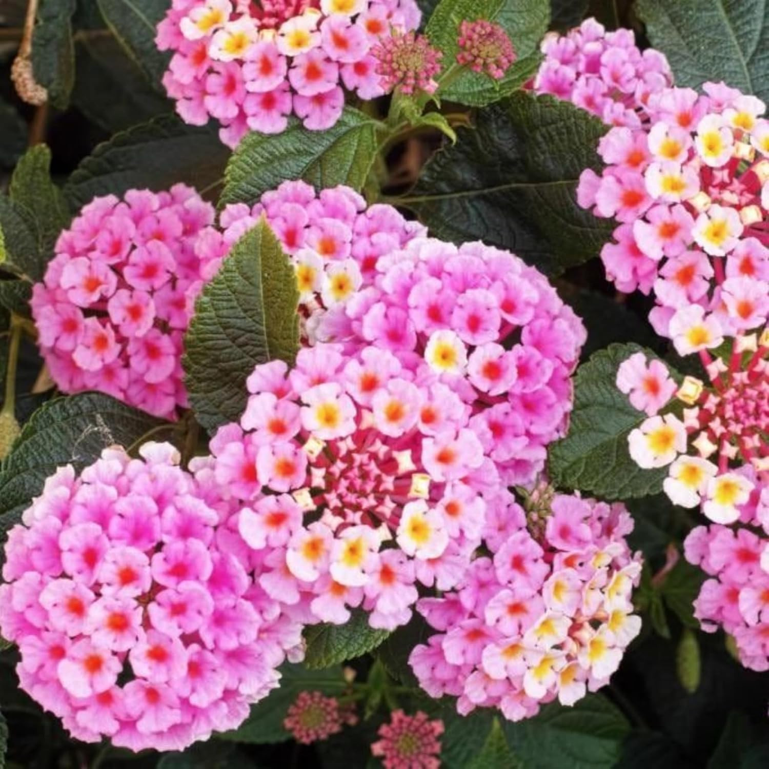 Lantana Flower Seeds for Planting – Mix Color Lantana Seeds to Plant Non-Gmo Per