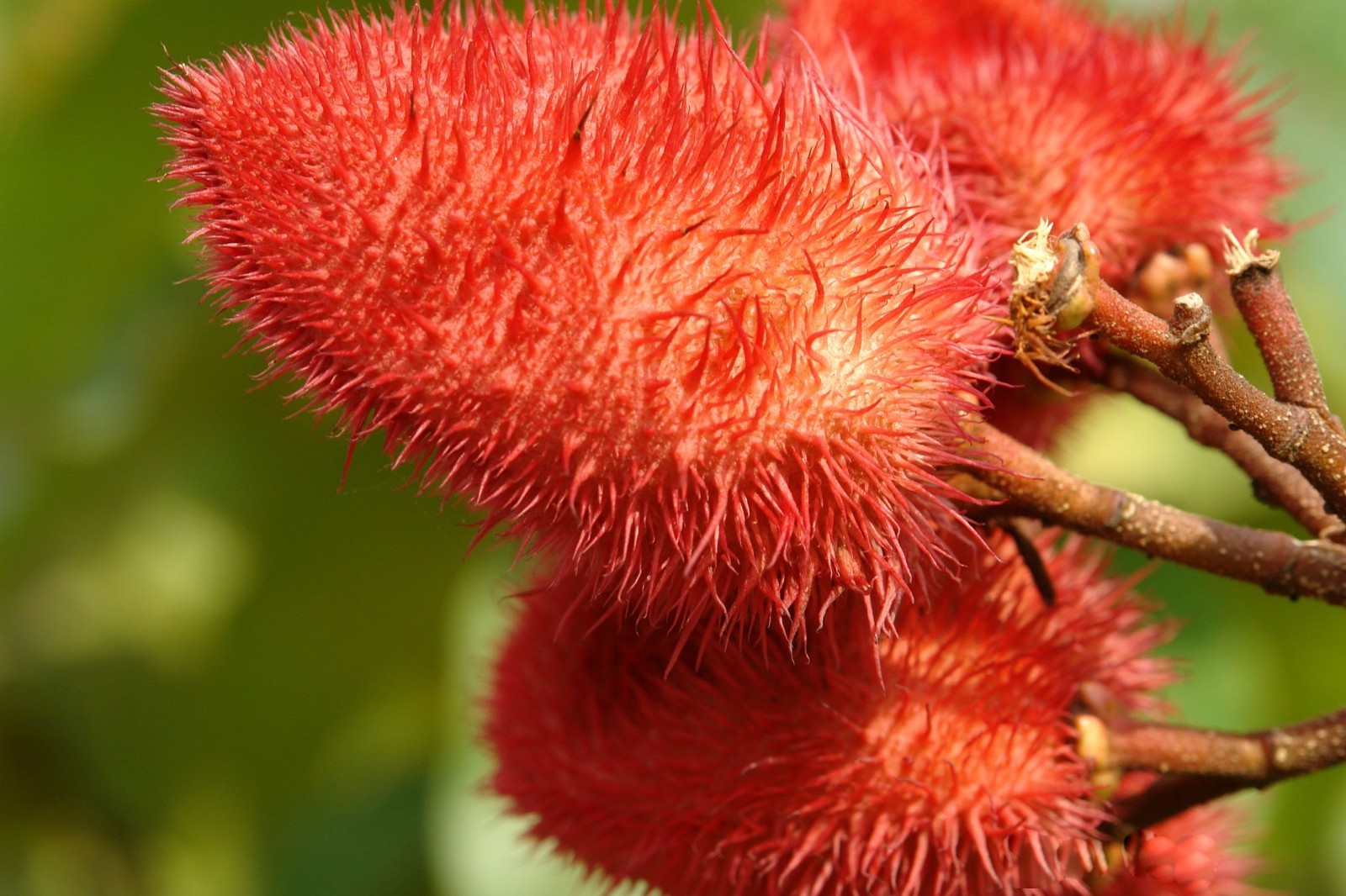 Lipstick Tree 20 Seeds Bixa orellana Tropical Container or Standard Pink Blooms