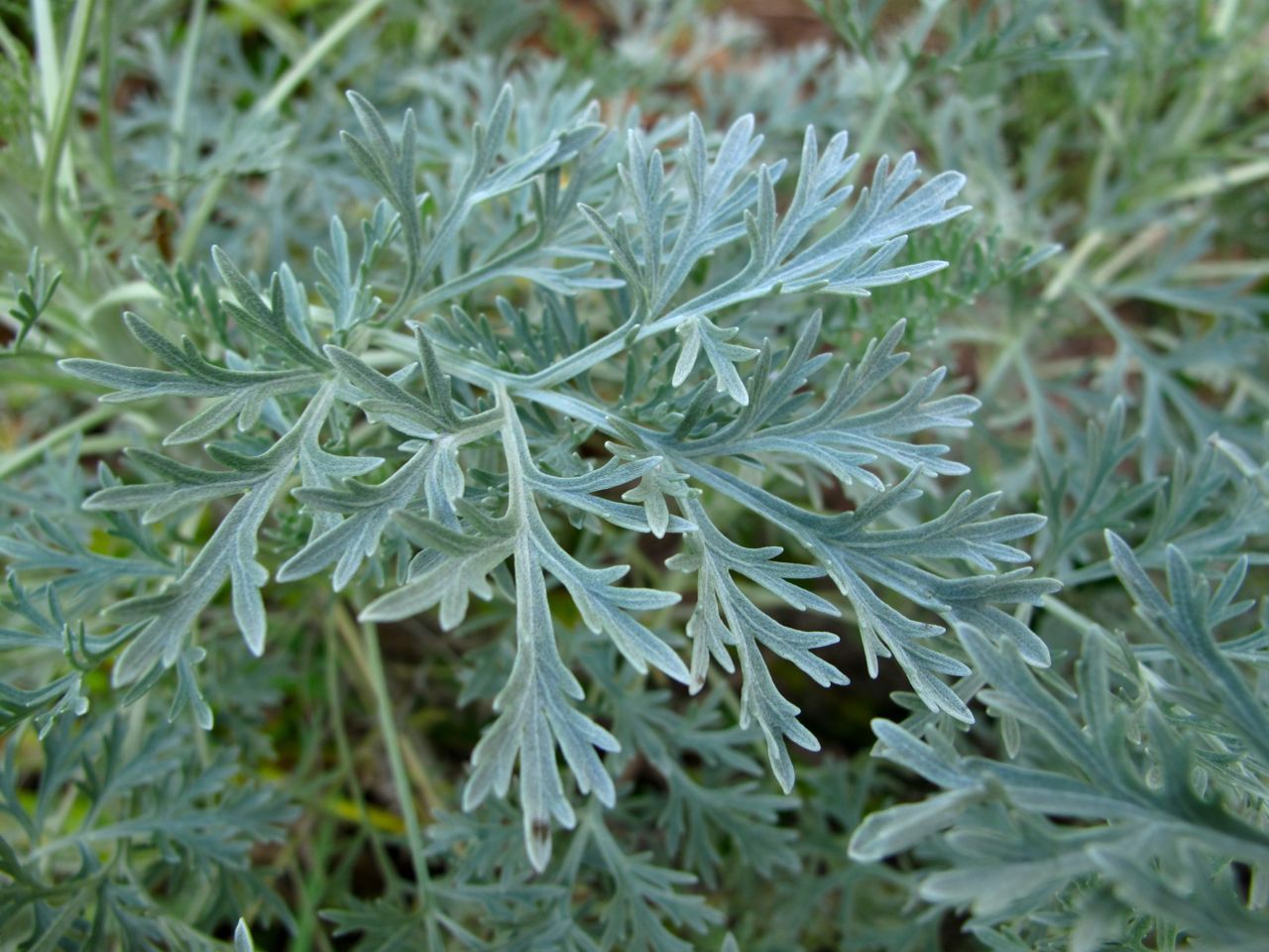 Herb Seed: Wormwood Seeds Fresh Seed FREE Shipping