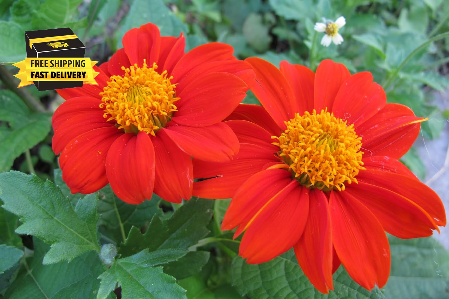 Mexican Sunflower Seeds for Planting – Plant & Grow Heirloom Mexican Sunflowers