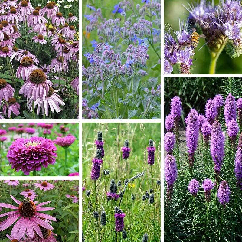 200 Purple Wildflower Seed Mix. USA Seeds. Organic. Ships free