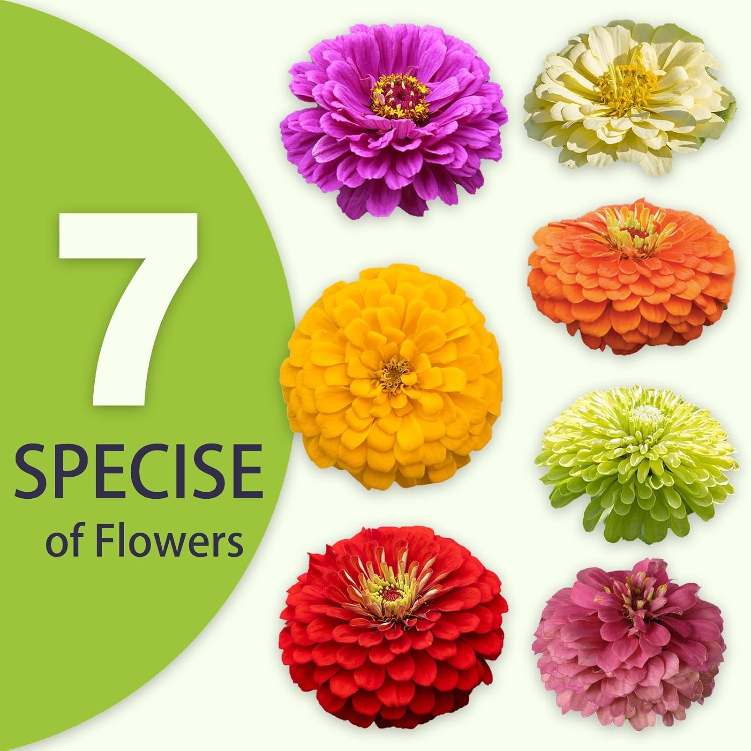 Zinnia Seeds Bulk 5,000+ | Outdoor Flower for Planting |Giant Zinnia Seeds for 2