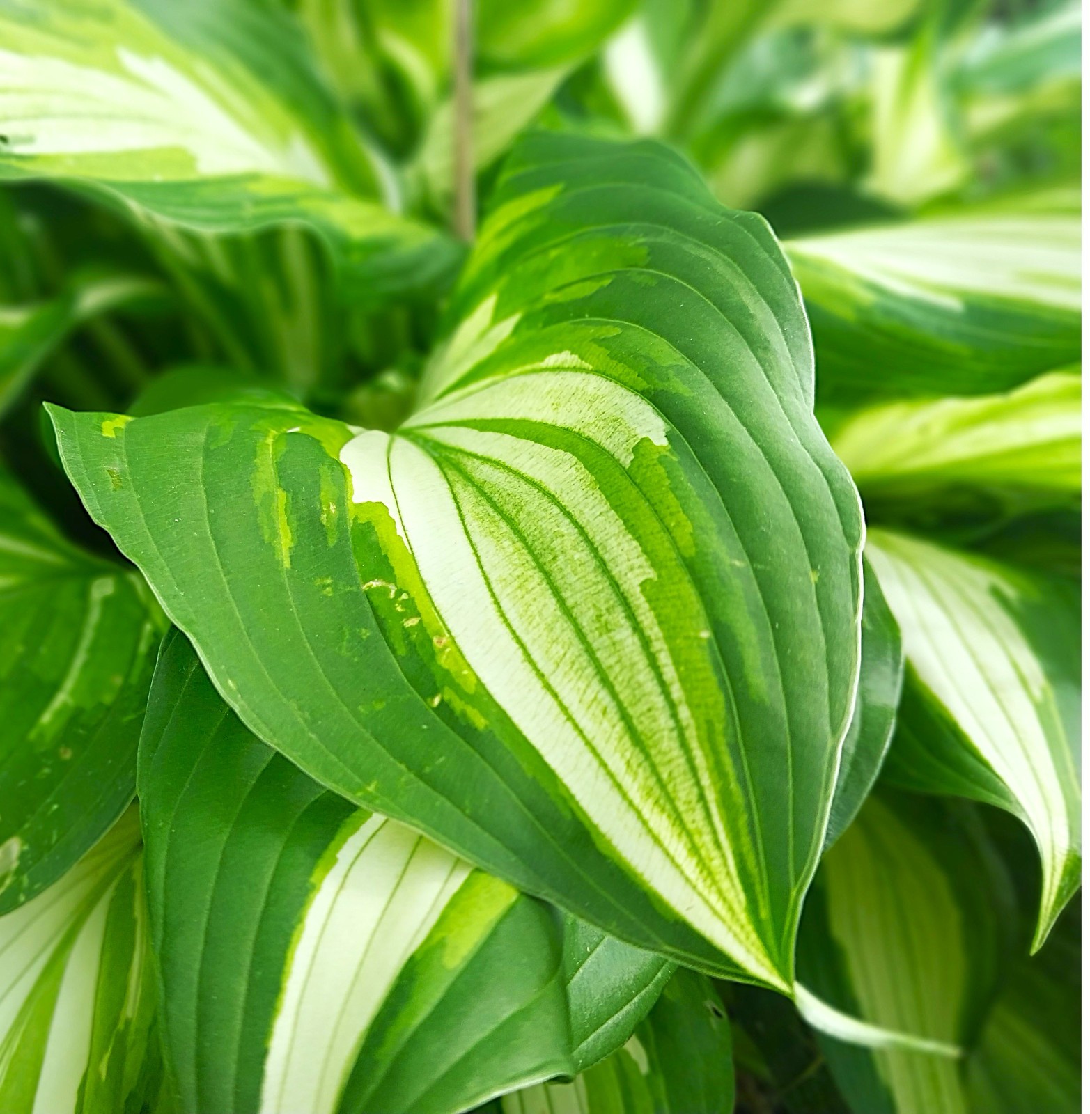 Hosta, Vulcan, Variegated, Bare Root x 1