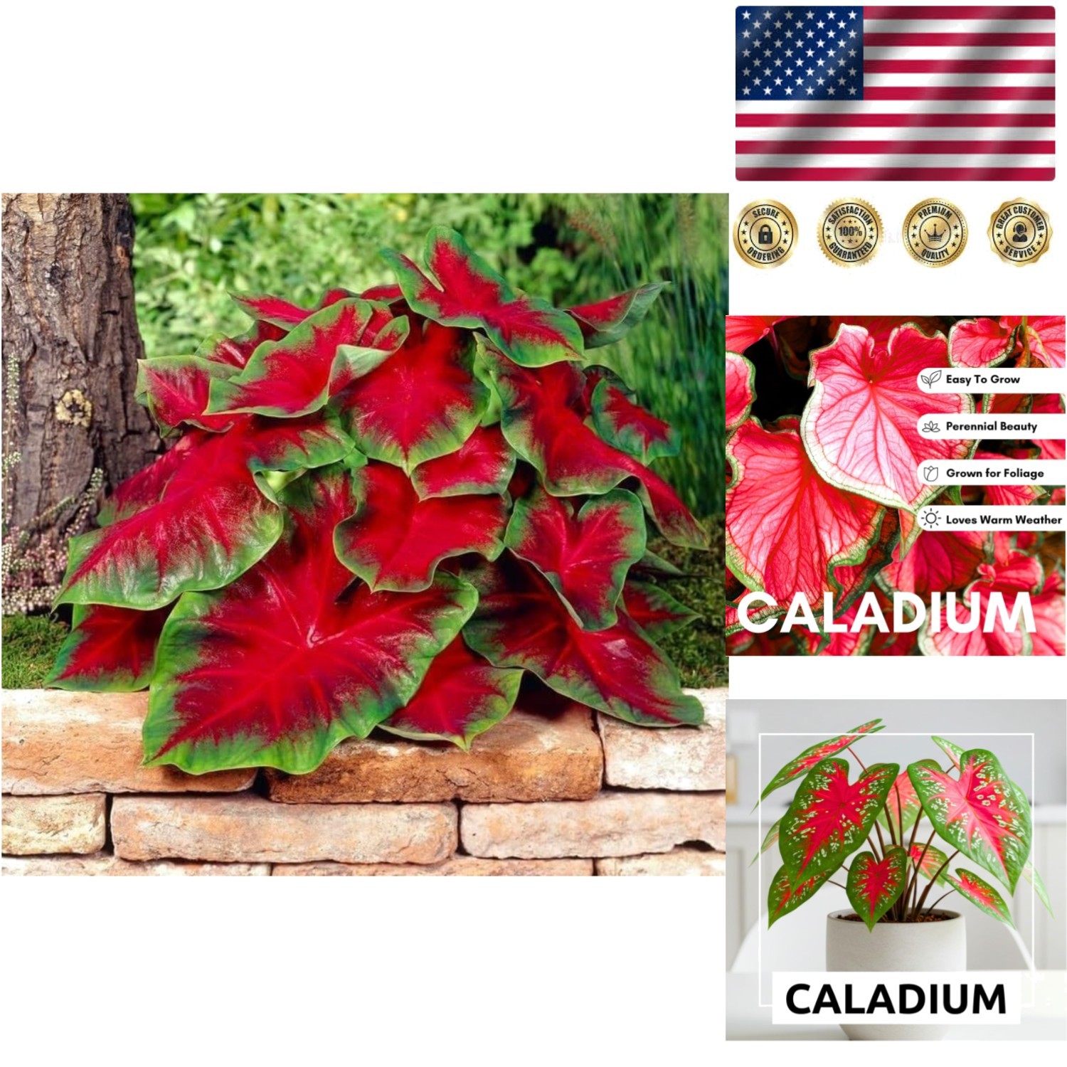 Vibrant 10-Pack Florida Cardinal Caladium Bulbs – Tropical Garden Must-Have