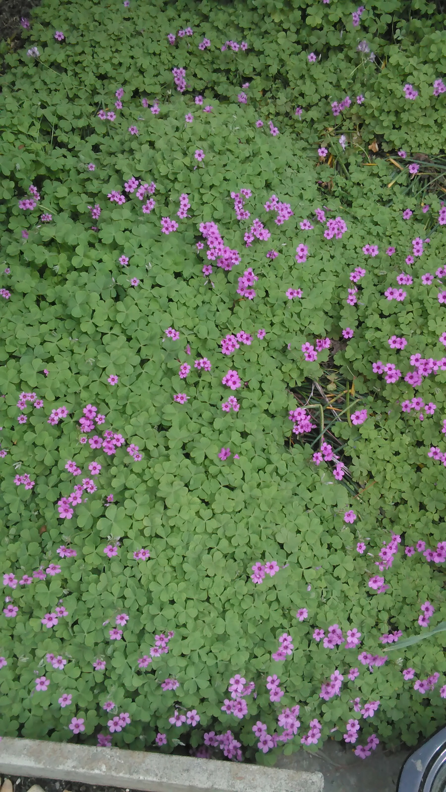 20 Pink Oxalis Wood Sorrel Bulbs- Fresh & Ready To Plant