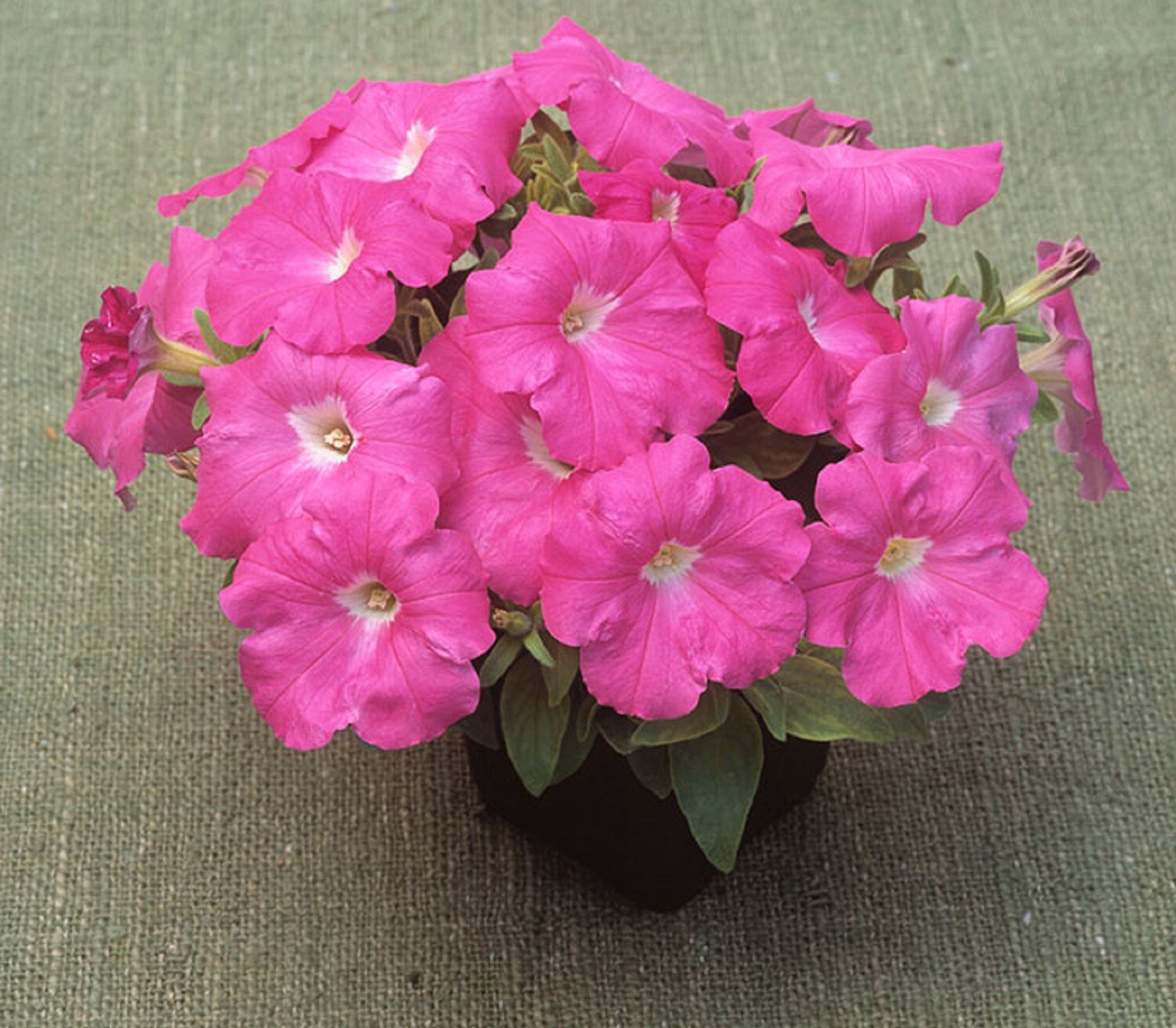 BIN#2R10D8 Petunia Seeds Trilogy Rose Trailing Petunia Seeds 25 Pelleted Seeds