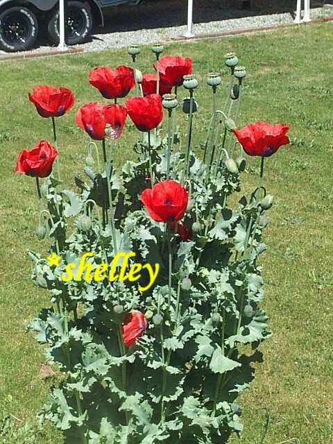 Single Bloom Type Mix Papaver S. Poppy – All Colors – 5000 Seeds *PoppyQueen👑