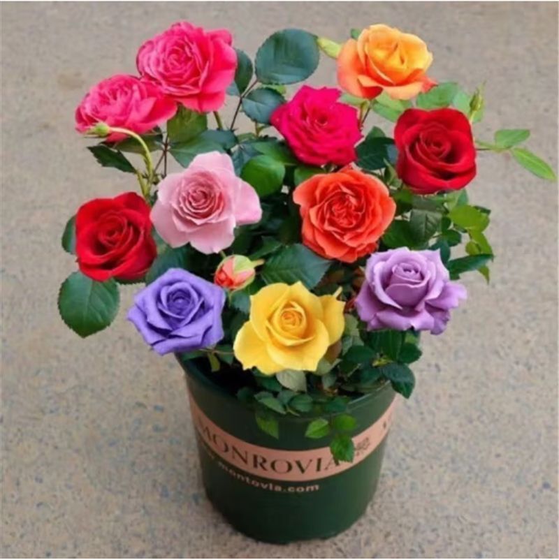 20 ROSE FLOWER SEEDS rare exotic plant garden for bud stratification/germination