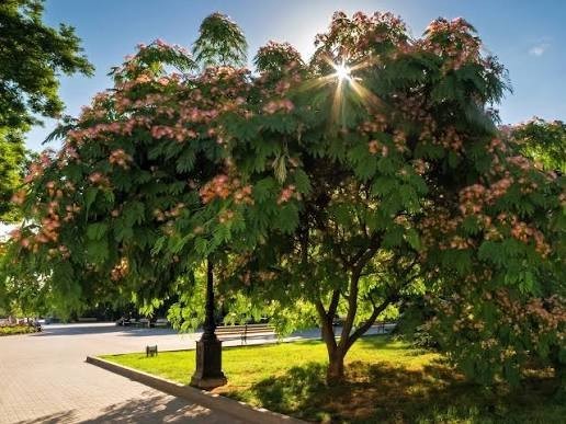 Mimosa (Persian Silk) Tree Seeds Great For Bonsai – 1,000 Seeds + Growing Guide