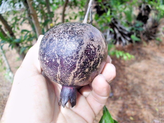 20 EIGHT BALL POMEGRANATE SEEDS – Punica granatum “Eight Ball”