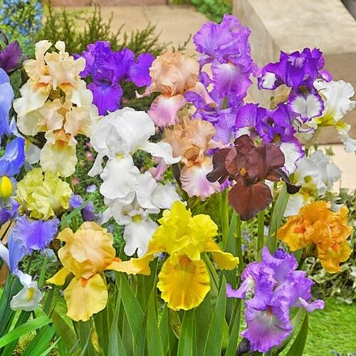 Bearded Iris Mixed 5 Flower Plant Bulb Bare Root Purple White Orange Red Yellow